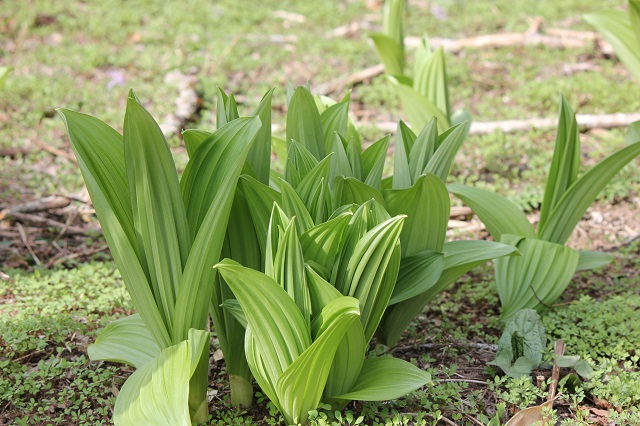 ユリ目シュロソウ科の多年草で、湿った草地や山地に生息する植物です。全草に有毒成分（アルカロイド）を含み、誤食すると嘔吐や下痢、血圧低下などの症状を引き起こす可能性があります。特に新芽は山菜のオオバギボウシ（ウルイ）やギョウジャニンニクと似ているため、誤食による中毒事故が報告されています
