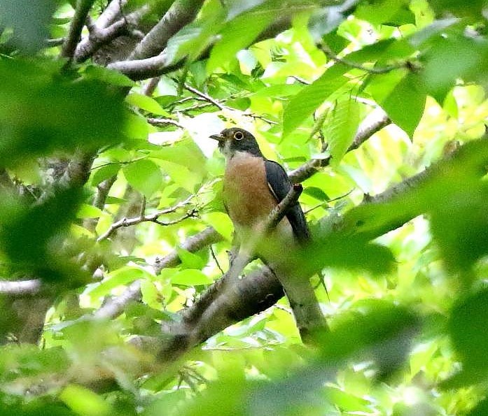 ジュウイチ 　カッコウ科  全長約32cm日本では夏季に九州以北に飛来する夏鳥として知られています. 昆虫を主食とし、鱗翅類の幼虫などを食べる。 オオルリ、コルリ、ルリビタキなどの巣に卵を産み托卵を行います。