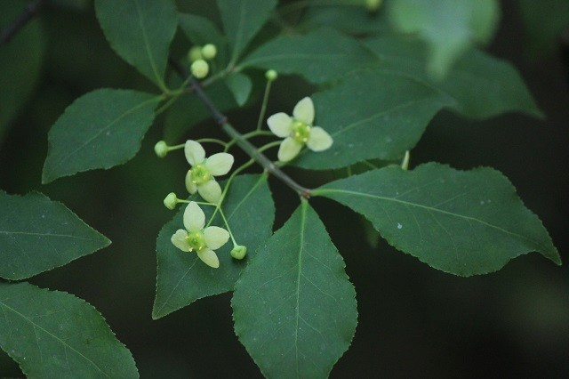 コマユミ  ニシキギ科  花: 5月に咲き、紫がかった緑色の花が長い花柄の先にぶら下がっています。花の直径は5～8ミリメートルで、花弁と雄蕊が5個ずつついています。果実: 秋に赤い実をつけ、直径は約12ミリメートル。果実は5裂して、中からオレンジ色がかった赤色の仮種皮に包まれた種子を吊り下げます。