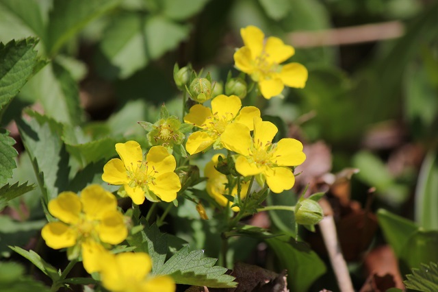 ミツバツチグリ  バラ科  多年草  茎の高さは15-30cmになります。葉は3枚の小葉からなり、小葉の形は長楕円形から卵形で、縁には鋸歯があります。花期は4-5月で、花茎に黄色で径10-15mmの花を10数個つけます。果実は痩果となり、褐色がかった白色になります。根茎が太く塊状になり、花後地上に走出枝を出して伸びます。