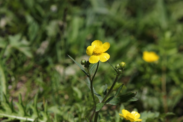 ウマノアシガタ　キンポウゲ科　有毒植物　その名前は「馬の足形」を意味し、葉の形が馬の足に似ているとされています。また、ウマノアシガタは有毒成分を含んでいるため、素手で触れないよう注意が必要です。