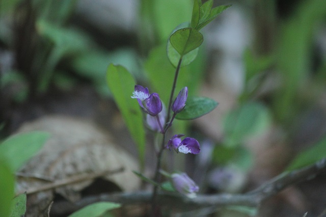 ヒメハギ  ヒメハギ科  ヒメハギは小さな美しい花を咲かせることが特徴です。花の色は紫や白などがあります。細い地下茎があるため、多数の地上茎が互いに近い距離で集まった群落を作りやすいです。ヒメハギの花言葉は「希望」や「幸福」です。
