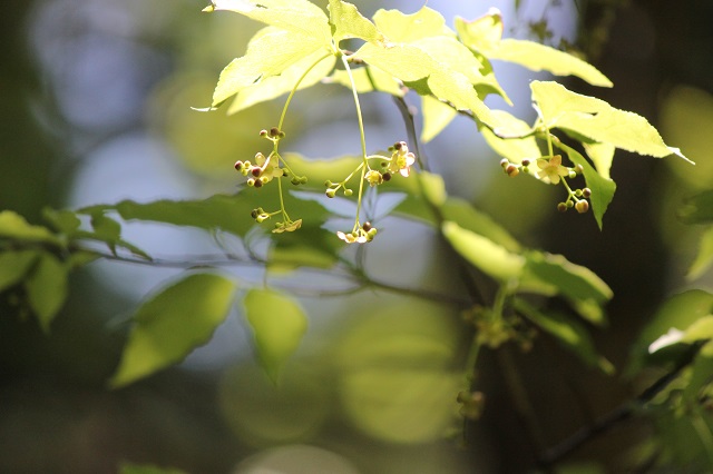 ツリバナ ニシキギ科  2～3メートル程度  5月に咲き、紫がかった緑色の花が長い花柄の先にぶら下がっています。花の直径は5～8ミリメートルで、花弁と雄蕊が5個ずつついています。秋に赤い実をつけ、直径は約12ミリメートル。果実は5裂して、中からオレンジ色がかった赤色の仮種皮に包まれた種子を吊り下げます。材が白くて滑らかで美しいため、木彫り細工などにも利用されています。
