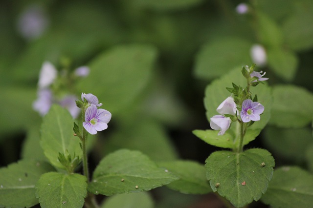サンインクワガタ  ゴマノハグサ科 茎は地に伏して倒伏し、葉は対生して、上部のものほど大きいです。葉縁には4～9対のやや平たい鈍鋸歯があり、葉身基部はくさび状の円形です。サンインクワガタは美しい淡紅色の花を咲かせ、湿生植物として知られています。その名前は、山陰地方に分布することに由来しています
