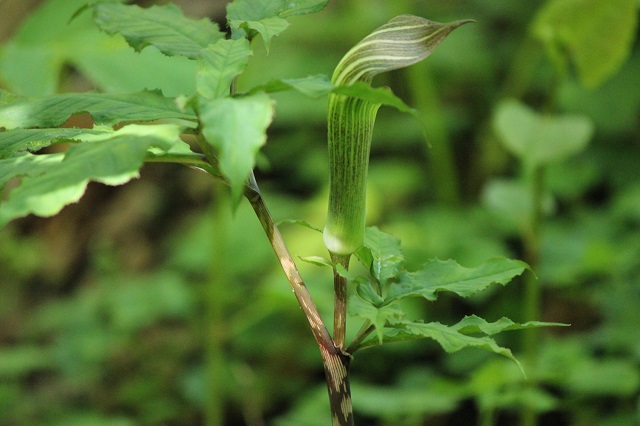 マムシグサ　サトイモ科　有毒植物　茎にマムシに似た模様があり、そこから名がついた。