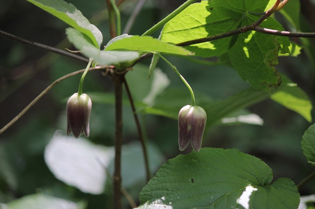 ハンショウヅル キンポウゲ科   つる性低木  ハンショウヅルは木質のつる植物で、落葉性です。葉は長さ4-9 cmの卵形の三出複葉で対生します。花柄の長さは6-12 cmで、先端に紅紫色の鐘形の花を1個下向きに付けます。花期は5-6月で、美しい金属のような光沢を持つ花が咲きます。痩果は長さ約6 cmの長卵形で、花柱の長さは3-4 cmです。