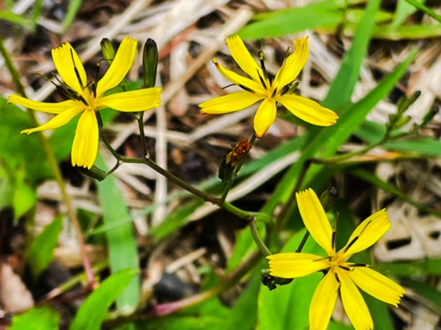 ニガナ キク科　形態:草丈は約30 cmで、茎は細く、上部で枝分かれし、傷つけると白色の乳液が出ます。5〜7個の舌状花を持ち、舌状花の先端は細かい切れ込みが入ります。和名の「ニガナ」は、食べると苦いことに由来しています。ニガナは変異が多く、亜種・変種がたくさんあります。例えば、タカネニガナ、クモマニガナ、シロバナニガナ、ハナニガナ（オオバナニガナ）などがあります
