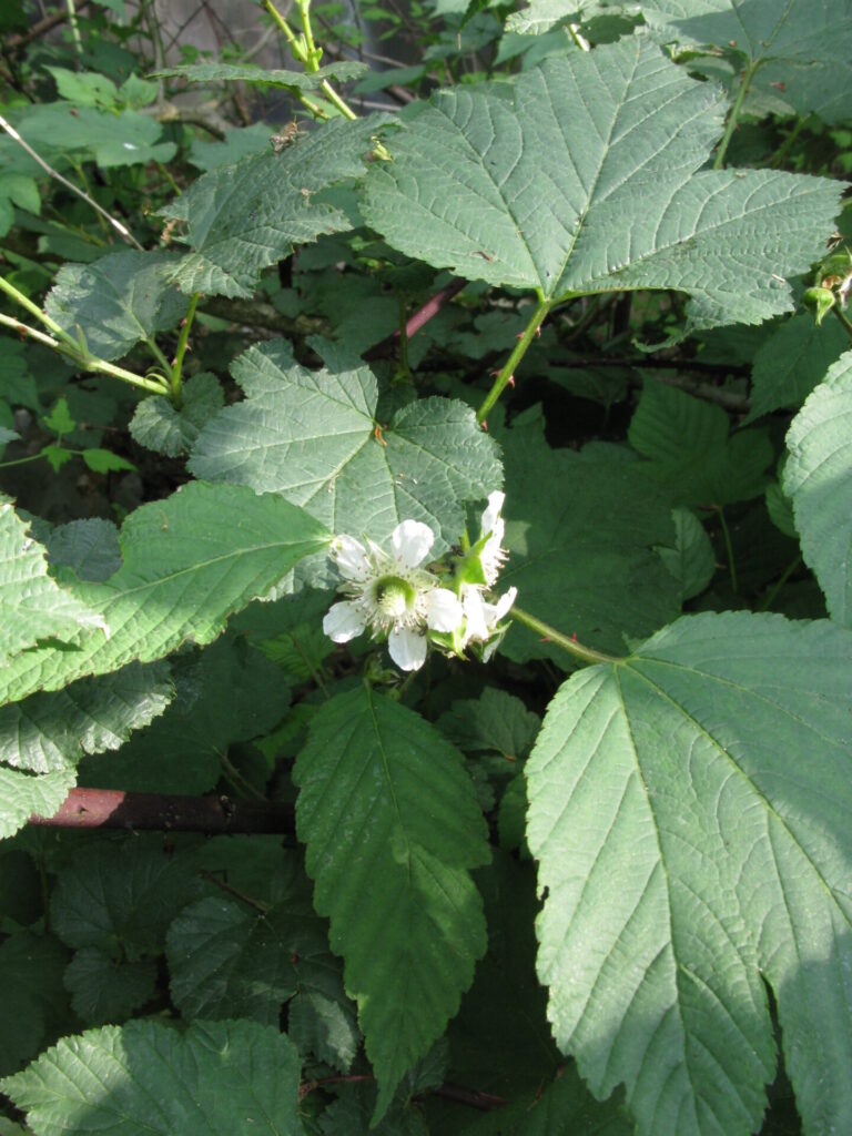 クマイチゴ  バラ科  クマイチゴは高さが1〜2メートルになる大型のキイチゴ属の植物です。茎は直立するか傾斜し、木質化するが太くは育たず、赤味を帯びた濃褐色の樹皮を持ちます。枝には多くの刺があります。葉は単葉で、長さ4〜10cmの広卵形または卵円形で、浅くあるいは中程度でモミジ状に3〜5つに裂け、表面には伏毛があります。クマイチゴはその名の通り、クマが好んで食べる果実を持つ植物です。