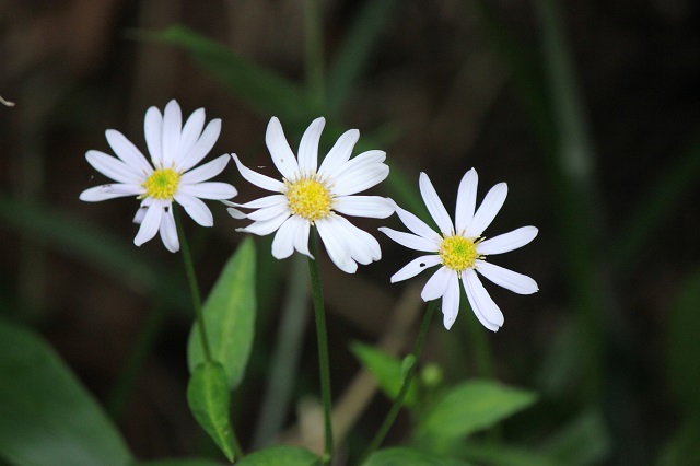 ミヤマヨメナ キク科 春に開花する野菊の一つであり、園芸植物としても知られています。特に、ミヤコワスレという園芸品種はミヤマヨメナから作出されました。