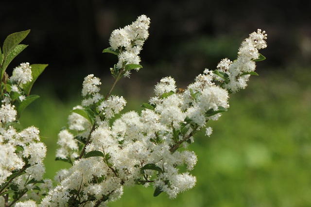 サワフタギ ハイノキ科  花期は5〜6月に白い花を多数咲かせます。果実は核果で、熟すと藍色がかった鮮やかな瑠璃色になり、秋には美しい実をつけます  サワフタギの名前の由来は、沢をふさぐように茂ることから来ており、「ニシゴリ」という別名もあります。これは、材の灰汁を紫染めの媒染剤に用いたことによる名前です。また、実の姿がマツカサ（別名ウシコロシ）に似ることから、「ルリミノウシコロシ」とも呼ばれています。サワフタギは有毒植物であり、材は器具材や細工物に用いられ、灰は媒染剤になるとされています