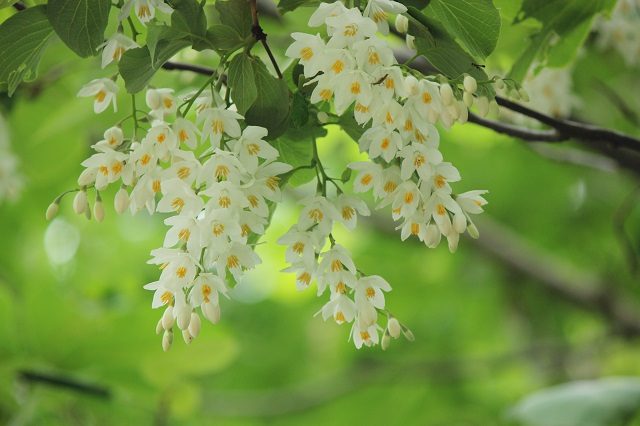 ハクウンボク エゴノキ科  ハクウンボクの名前は、白い花が美しく群がって咲く様子を白雲に見立てたことに由来します。利用面では、植栽用途として庭木や公園木に適しており、寺院などによく植えられています。花は茶花に使われることもあり、材は器具材、くり物、ろくろ細工、将棋の駒、マッチの軸などに利用されます。また、種子からはハクウンボク油を取り、ろうそくが作られることもあります。