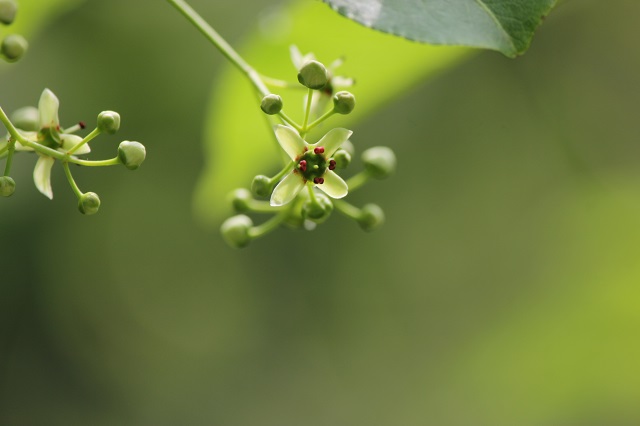 マユミ ニシキギ科  花と果実: 雌雄異株
果実には毒がある。利用: 材質が強くしなやかなため、古来より弓の材料として知られています。また、新芽は山菜として利用されることもありますが、果実は有毒であるため食べてはいけません。