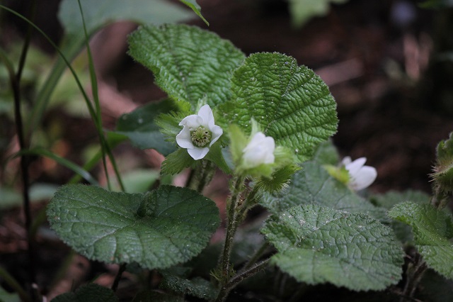 コバノフユイチゴ バラ科 形態と花: コバノフユイチゴは茎が細く、まっすぐな刺を持ち、地面を這って根をおろし、群落をつくります。葉は長い柄をもって茎に互生し、葉柄には細い刺と白毛が密生しています。葉身は円形または卵状楕円形で、先端は円く、長さは3-5 cmで縁には細かい鋸歯があります。葉の両面にも白毛が密生し、葉裏の脈上に細い刺があります。花期は5月から7月で、匍匐枝から直立した花枝に白色の5弁花を1個付けます。まれにその下の葉腋にも花がつくことがあります。花弁は長さ10 mm、萼裂片は長さ15-20 mmで浅く羽状に尖裂します。花後、8-9月には球形の紅色の果実が熟します