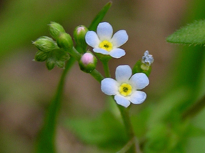 キュウリグサ ムラサキ科  名前の由来: 葉や茎をちぎって揉むと、きゅうりのようなにおいがすることからキュウリグサと呼ばれています。キュウリグサは、その生命力の強さから雑草に分類されることもありますが、春の季節にはその小さな花を探してみるのも楽しいかもしれませんね。また、勿忘草（ワスレナグサ）と似ていますが、花の大きさや色で区別できます。