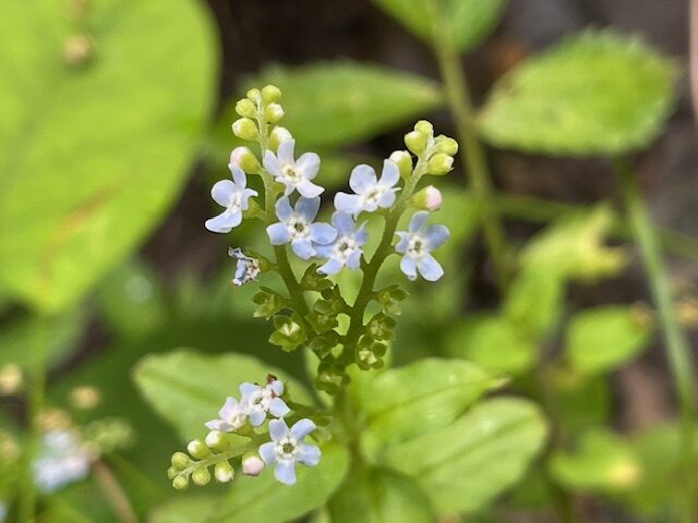 ミズタビラコ ムラサキ科  茎は高さ10-40cmになり、やや圧毛が生える。葉は互生し、楕円形で、長さ1.5-4cm、幅1-2cmになり、表面には細毛が生える。上部の葉は無柄であるが、下部のものには葉柄がある。花期は5-6月で、茎先に1-5個の花序をつけ、花序は先が巻いたさそり型になり、小さい花を密に多数つける。花色は白色または淡青紫色で、花冠は車型で5裂して平開し、径は2.5-3mmになる。果実は4個の分果で、分果は倒3角錐状で黒褐色、平滑で光沢があり、4面体になる。
