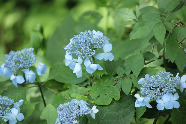 ヤマアジサイ ユキノシタ科 
ヤマアジサイ（山紫陽花）は、日本に自生する落葉低木で、関東地方以西から九州の太平洋側に分布しています。通常のアジサイに比べて花も葉も小ぶりで、繊細な雰囲気を持っています。装飾花の花色は桃色、青色、白色など多彩で、特に山野草愛好家の間で人気があります。ヤマアジサイは育てやすい植物で、半日陰から明るめの日陰を好みます。土壌は肥沃で水もちが良いものが適しています。育て方については、植え付け時期や水やり、肥料、剪定などのポイントに注意すると良いですね。