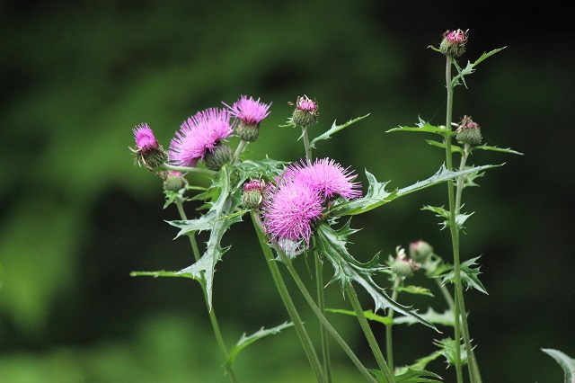 ノアザミ キク科 ノアザミ（野薊）は、キク科アザミ属の多年草で、日本固有種の植物です1。日当たりのよい山野や草原、道ばた、河川敷などで見られ、初夏から夏にかけて花を咲かせます。ノアザミは、赤紫色や淡紅色、白色の花を持ち、深く切れ込んだ葉の縁にはとげがあります2。また、ノアザミの名前は「野に咲くアザミ」という意味で、日本人にとって身近な場所で親しまれてきたお花です