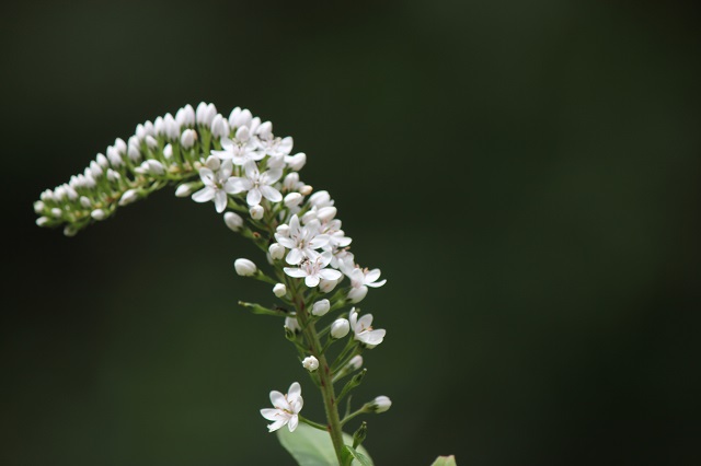 オカトラノオ サクラソウ科 花序は虎の尾のように波打つ美しい形状をしています。開花時期は7月から8月で、茎の先端に長さ10cmから30cmの総状花序を出し、白い5花弁を一方に偏って密に咲かせます。葉は長楕円形で全縁であり、秋には紅葉します