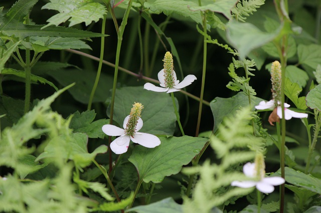 ドクダミ ドクダミ科 葉はハート形で、花は小さくて萼片や花弁を欠きます。花序は白い花びらのような苞が4枚つくため、1個の花のように見えます。ドクダミは東アジアから東南アジアに分布しており、日本では北海道から九州で見られます。名前に「ドク」とあるものの、実際には無毒です。雑草として身近な存在であり、古くから民間薬として利用されています。