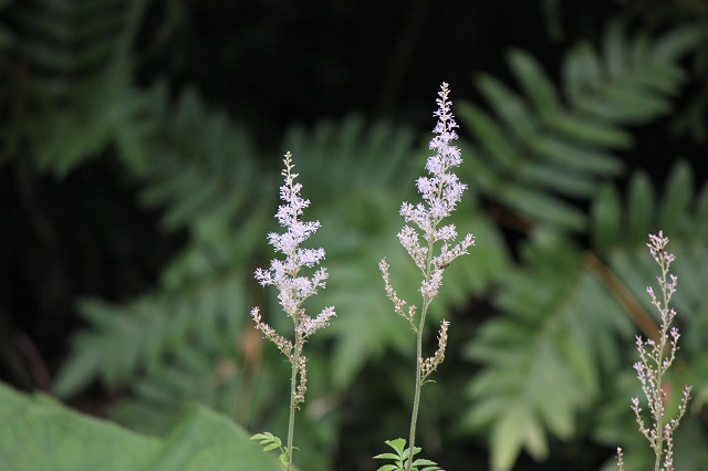 チダケサシ ユキノシタ科  茎は褐色の長い腺毛があり、直立して高さ0.4-1mになります。花期は6月から8月で、花は白色で花弁が雄しべの長さの約2倍以上あります。葉は２～４回奇数羽状複葉で、小葉は長さ1-4cmの卵形または倒卵形で先は尖らず、ふちに重鋸歯があります。
