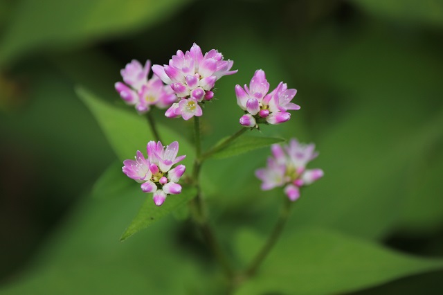 ミゾソバ タデ科  茎と葉: ミゾソバは四方八方に伸びる茎を持ち、節から根を出して養分や水分を吸収します。高さは30cmから70cmほどで、多くの葉をつけます。茎には無数の小さなとげが点線状に並んでおり、全てのとげの先端は下向きです。ミゾソバは春から夏にかけて花を咲かせ、水辺をにぎやかに彩ります。新芽や柔らかい葉は食用にされ、おひたしや天ぷらとして楽しまれています。