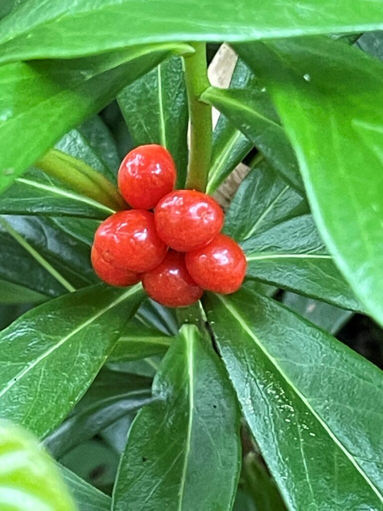 カラスシキミ ジンチョウゲ科 カラスシキミは美しい花と赤い果実を持つ植物であり、注意が必要な有毒植物でもあります。雌雄異株です。