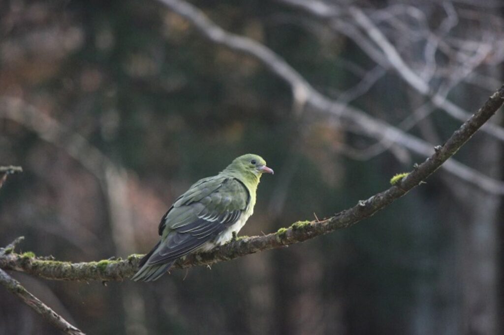 ハト科   オバトは日本列島では、主に留鳥として過ごしますが、場所によっては夏鳥として現れることがあります。特にオスは頭から胸が黄色で、肩から羽が赤みがかった茶色の鮮やかなカラーリングが特徴です。