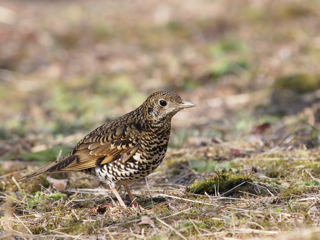 ツグミ科に属する鳥の一種です。体長は約30cmで、黄褐色の体に黒い鱗状の斑点が特徴的です。この鳥は夜間に「ヒィー…」という幽玄な鳴き声を発するため、伝説の妖怪「鵺（ぬえ）」の正体と考えられることもあります。トラツグミは、日本では地域によって異なる渡りのパターンを持っています。本州、四国、九州では留鳥または漂鳥として一年中見られますが、北海道では夏鳥として渡来し、繁殖します