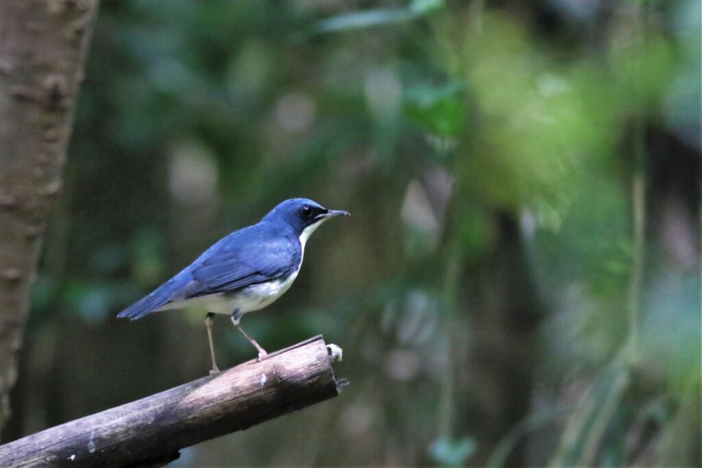 コルリ　ヒタキ科　夏鳥  全長は約14～15cm　森林の地上近くを好んで生活し、昆虫や小さな無脊椎動物を主食とします。春と夏には日本を含む東アジアで繁殖し、秋になると東南アジアなど暖かい地域へ渡ります。