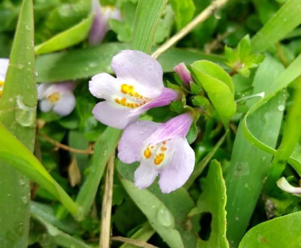 トキワハゼ　ゴマノハグサ科　: トキワハゼの花はとても小さいけど、見つけると嬉しくなるような鮮やかな色をしているよ。ハゼのような形をしているのもユニーク　葉は小さく、丸みを帯びていることが多い。柔らかい緑色が目立つね。