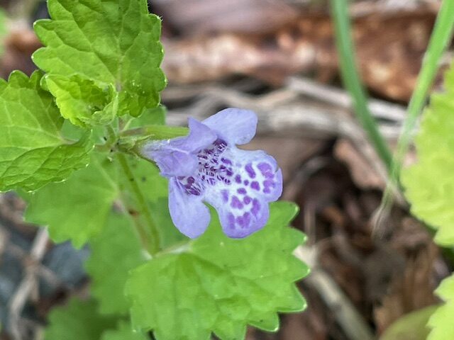 カキドオシ（垣通し）シソ科　春になると紅紫色の唇形花を咲かせ、花が終わると茎が倒れて匍匐しながら長く伸びるため、「垣通し」という名前が付けられましたカキドオシの葉や茎を揉むと、タイムに似た芳香があり、食用としても利用されます。若い茎葉や花は和え物やおひたし、サラダ、天ぷらなどに調理されるほか、乾燥させたものをホワイトリカーに漬け込んで健康酒として楽しむこともできます