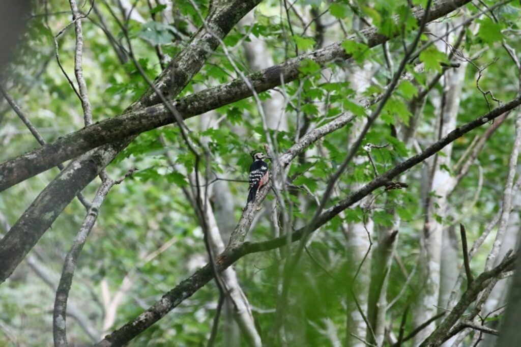 キツツキ科に属する鳥で、日本を含むヨーロッパ、アジアに広く分布しています。その名の通り、アカゲラよりも大型で、堂々とした姿が特徴的です。オオアカゲラは日本では主に留鳥として生息しています。樹木に巣穴を掘り、白い卵を産みます。オスとメスが協力して抱卵と子育てを行います。