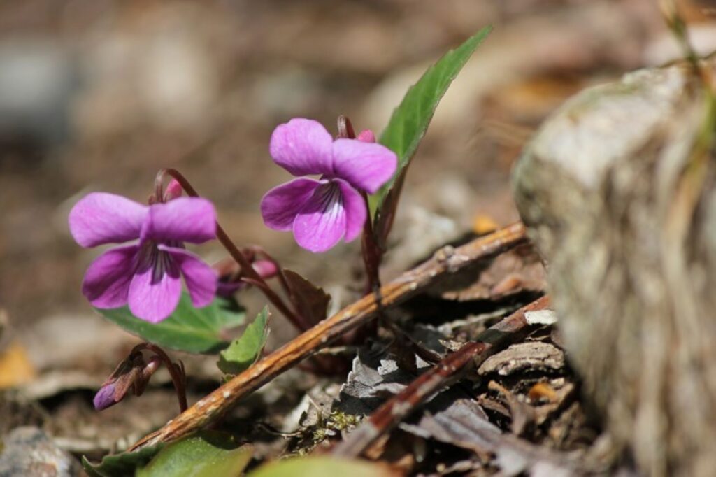 シハイスミレ（紫背菫）はスミレ科スミレ属に属する多年草で、日本固有の植物です。花は春（3～5月頃）に咲き、紫がかった赤色が魅力的。小柄で可憐な姿ですが、環境に適応しやすく、地域ごとに微妙な個体差が見られます。花弁には少しだけ距があり、上向きに細長く伸びる形が面白い。