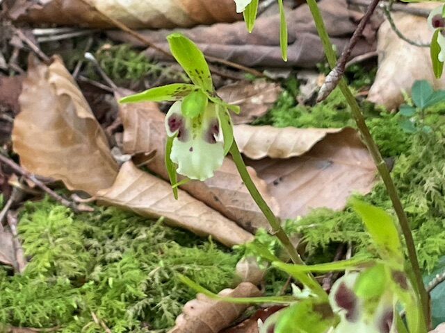 イチヨウラン（一葉蘭、学名: Calanthe discolor）は、日本の森林などで見られる美しいラン科の植物です。地面に卵形の葉が一枚だけあることから、一葉（イチヨウ）と名付けられている。