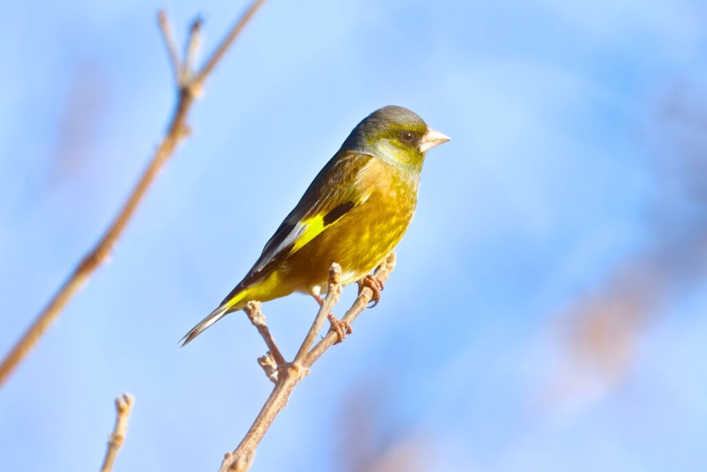 カワラヒワ　アトリ科　日本では「留鳥」として知られてる。特に種子を食べるのが得意で、そのための強いくちばしを持っている。全長は約14〜16センチメートルくらい。