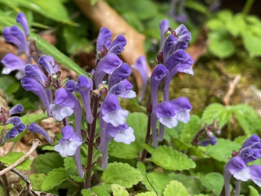 コバノタツナミソウ　シソ科　その名前は「小葉立浪草」とも表され、可愛らしい波のような花姿からその名がつけられました。