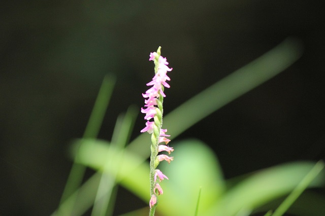 ネジバナ（捩花）はラン科　名前の由来: 花のらせん状の形状から「捩花」と名付けられました。別名「モジズリ」は、ねじれ模様の絹織物「忍摺」に由来します。
