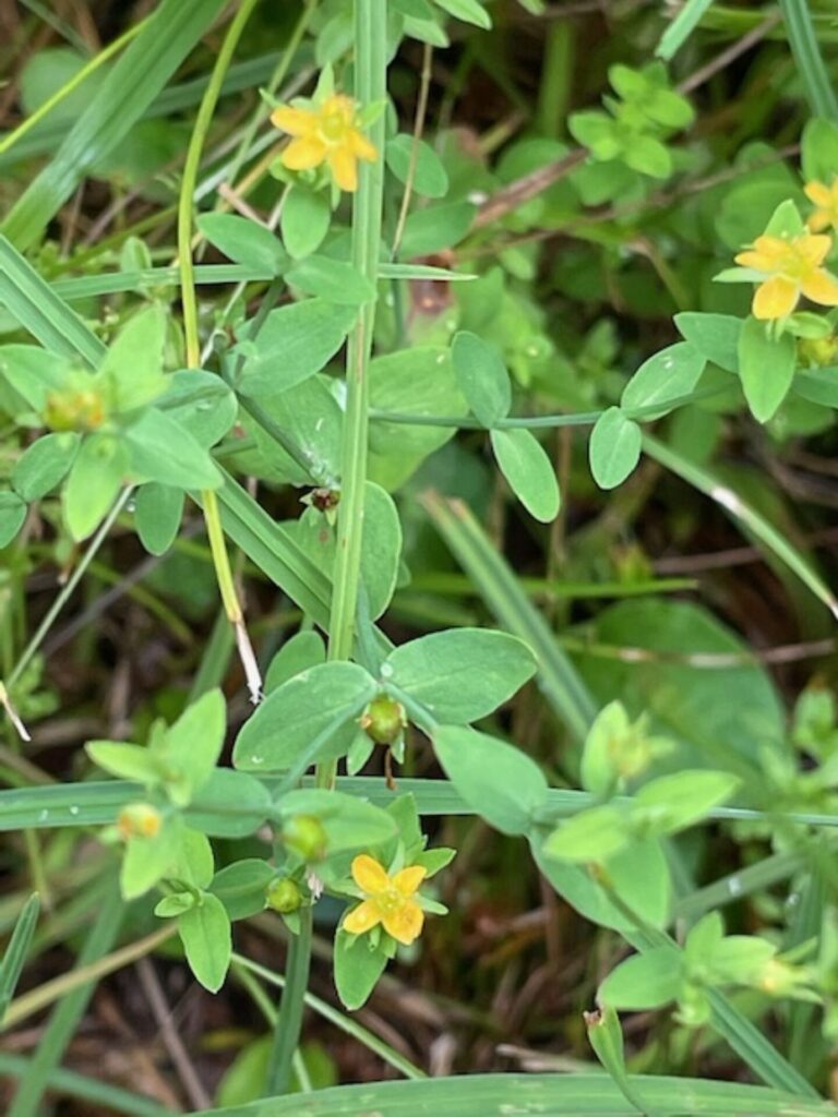 オトギリソウ（弟切草）オトギリソウ科　茎の高さは20～80cmで、対生する披針形の葉には黒い油点があり、透かして見ると美しい模様が見えます。名前の由来: 平安時代の伝説に基づき、薬草の秘密を漏らした弟を兄が切り捨てた故事から「弟切草」という名前がついたと言われています。この伝説にちなみ、花言葉は「恨み」「秘密」など、少しミステリアスです