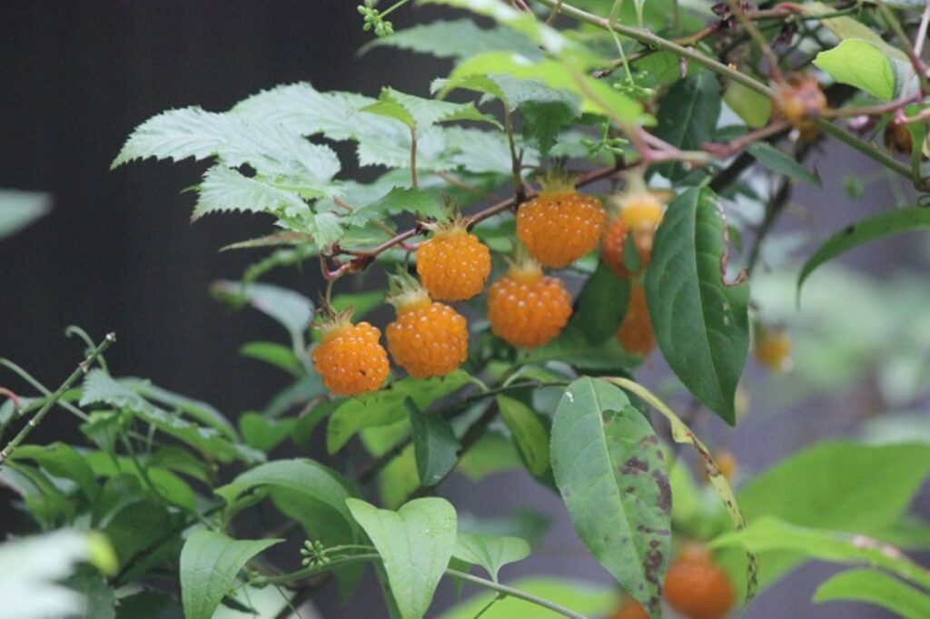 ナガバモミジイチゴ　バラ科甘みがあり、そのままでも食べられるのが特徴です。　茎には棘が多く、果実を収穫する際には注意が必要ですが、その味はキイチゴの中でも特に人気があります。
