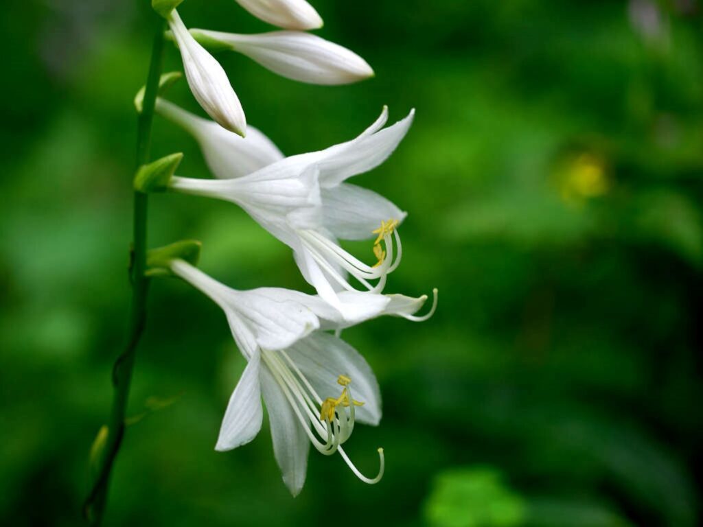 シロバナコバギボウシ（白花小葉擬宝珠）分類：キジカクシ科（クサスギカズラ科）ギボウシ属分布：北海道〜本州中部、四国、九州の山地の湿原に自生する日本固有種。草丈：約30〜50cm[。葉：根元から生え、長さ10〜15cmの細長い楕円形。艶はなく、縦の葉脈が目立つ。花：7〜9月に開花。花被片6枚、やや下向きに咲き、色は白〜肌色。雄しべは6本で、1本が突き出す。果実：蒴果（さくか）で、熟すと下部が裂けて種子を散布する。名前の由来：「白花小葉」は、オオバギボウシより葉が小さく白花であること。「擬宝珠」は橋の欄干の装飾に似た蕾の形から。
