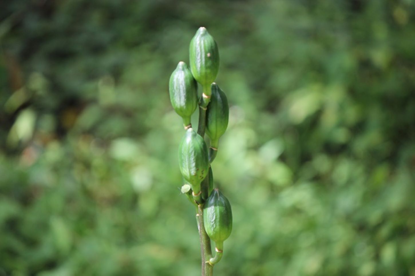 ウバユリ（姥百合）草丈：60〜100cmほどの多年草。葉：広卵状楕円形で心形の基部を持ち、網状の脈がある。花期には葉が枯れることが多く、「歯（葉）のない姥」にたとえて名づけられた。花：7〜8月に開花。緑白色の花を2〜4個、横向きに咲かせる。夕方に開いて強い香りを放つ。果実：楕円形の蒴果で、長さ4〜5cm。熟すと裂けて種子を風で散布する。種子：扁平で翼があり、風に乗って飛ぶ構造。長さ10〜13mmほど。生態：花が咲いた後、親株は枯れ、小さな鱗茎を1〜2個残す。利用：若芽や鱗茎は食用にされる。鱗茎から良質なでんぷんが採れ、薬用にも利用される