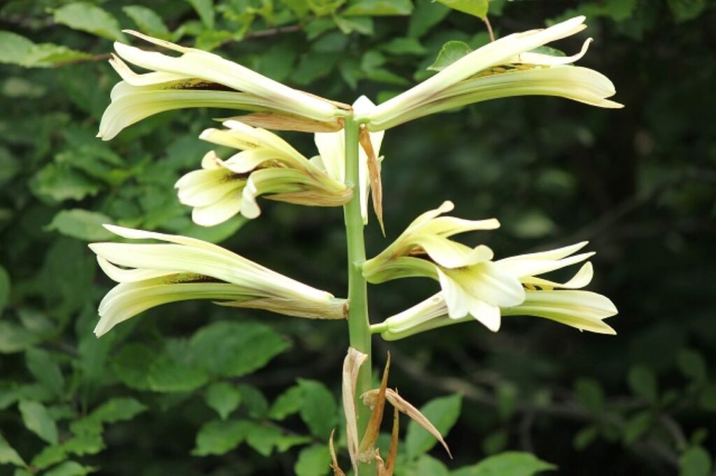 ウバユリ　姥百合 ユリ科  花: 夏の7～8月に白緑色の花を咲かせます。花は6弁花で細長く、テッポウユリに似た形状をしています。香りがあり、夕方に開花する特性があります。名前の由来: 開花時期には葉が枯れることが多く、「歯（葉）がない姥」に例えられて命名されました。利用: 鱗茎（りんけい）や若芽が食用として使われます。茹でて和え物や煮物、天ぷらにすることが多いです。