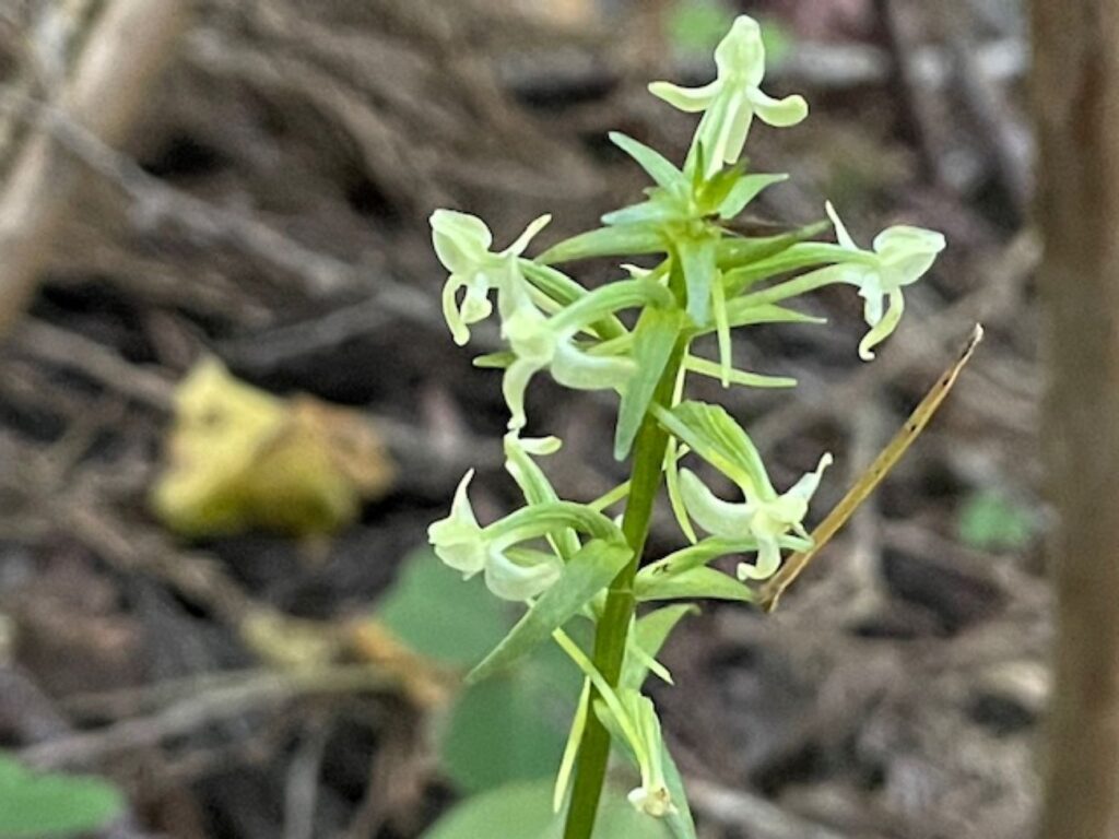 オオバノトンボソウ（大葉の蜻蛉草）ラン科　葉が大きい点から「大葉の蜻蛉草」と呼ばれるようになったとのことです。
