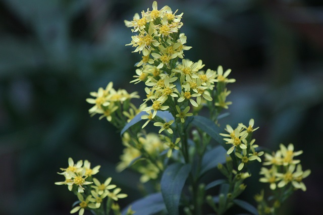 アキノキリンソウ（秋の麒麟草）キク科。和名の由来：「キリンソウ」に似た花を秋に咲かせることから命名。ただしキリンソウはベンケイソウ科であり、別種です。文献：『和蘭薬鏡』（1820年）に「金花草」の名で記載あり。