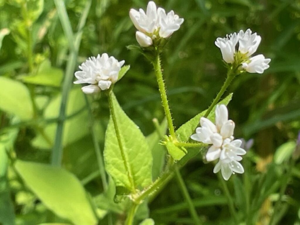 シロバナミゾソバ（白花溝蕎麦）タデ科イヌタデ属の一年草で、ミゾソバの白花品種だよ。茎：赤みが少なく、緑色が強い。下向きの細かい刺がある。葉：鉾形で互生し、葉柄には狭い翼がある。果実：光沢がなく、未熟なものは白色、熟すと緑色が強くなる。
