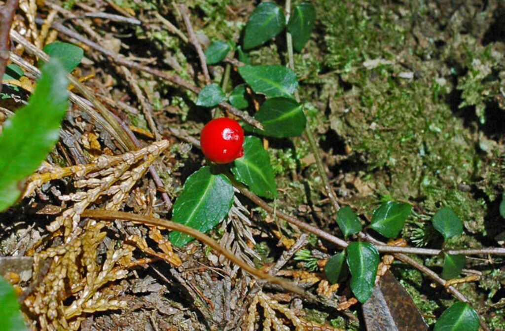 ツルアリドウシ（蔓蟻通し）アカネ科  の常緑多年草で、地面を這うように茎を伸ばすつる性植物。この実は、林床のコケの上を這うように育つツルアリドウシの姿とともに、静かな森の中でひっそりと輝く存在。